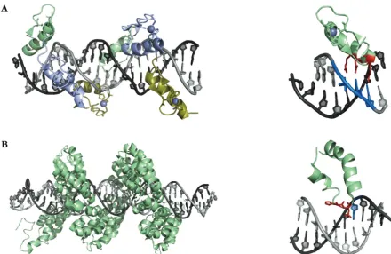 Figure 6: Substrate recognition by modular DNA-binding proteins. A) Left: Crystal structure of two tandem ZnF proteins (Zif268) in complex with DNA