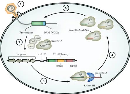Figure 7: Type II CRISPR/Cas mediated adaptive immunity: Upon phage infection (1), Cas9 in complex with Cas1, (5´-NGG-3´ for Cas1/Cas2-dependent manner (2)