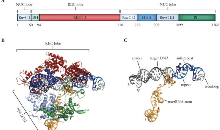 Figure 8: Target recognition in type II CRISPR systems. A) Domain organization of Streptococcus pyogenes Cas9