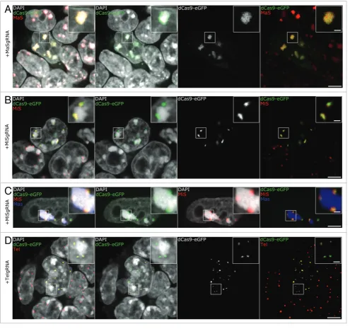Figure 2. 3D-FISH shows precise targeting of dCas9-eGFP. (A, B, C, D) Immuno-FISH experiments in gRNA/dCas9-eGFP expressing cells