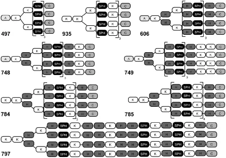 Figure 3.3. Illustration of the synthesized four-arm structured oligomers comprising of 