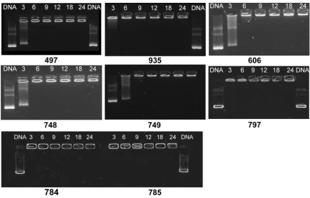 Figure 3.4. Agarose gel shift assays evaluating pCMVL binding ability of oligomers at different N/P ratios