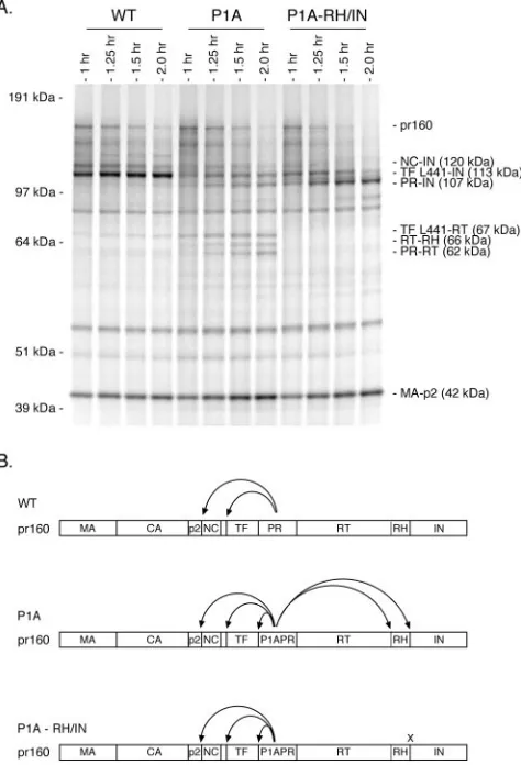 FIG. 2. Identiﬁcation of the additional processing intermediatesand products generated by the activated P1A protease in full-length