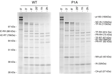 TABLE 1. Michaelis-Menten constants for the puriﬁed WT andP1A proteases using the RH-IN processing site as a substrate