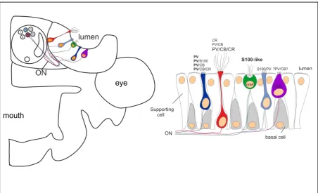 Figure 6 Expression of four different Calcium-Binding Proteins (CBPs) in the zebrafish olfactory system