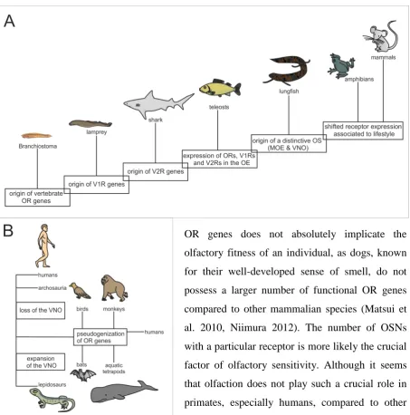 Figure 1 Evolution of the vertebrate main olfactory system and vomeronasal system Relevant events related to the evolution of main olfactory system (MOS) (A) and vomeronasal system (VNS) (B) in vertebrates