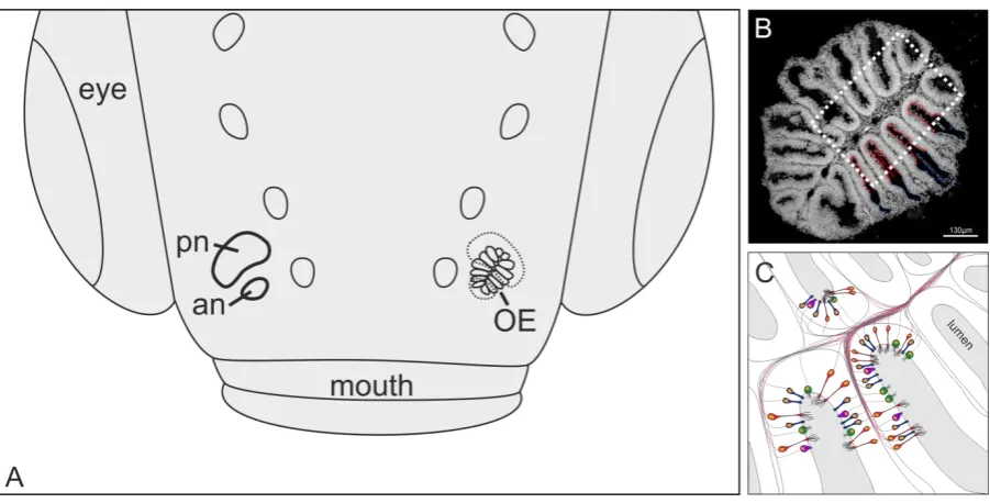 Figure 2 The teleost olfactory epithelium (OE). (A) Dorsal view of a zebrafish head shows spatial organization of the OE