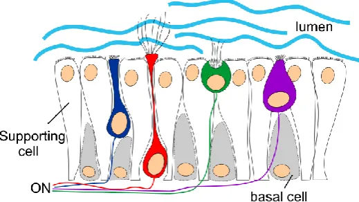 Figure 3 The zebrafish olfactory sensory neurons (OSNs). Four types of OSNs are intermingled within the zebrafish olfactory epithelium (OE)