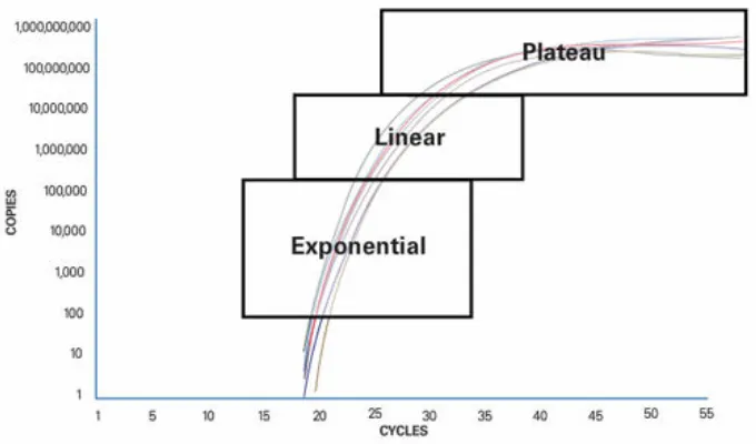 Figure 4: PCR phases 