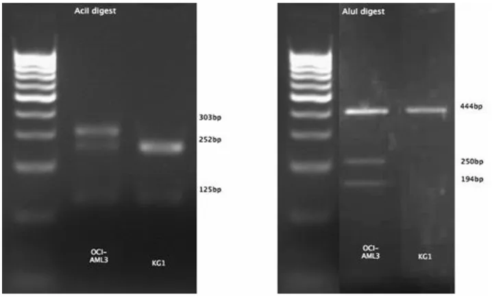 Figure 10: AciI sensitivity for DNMT3A R882C mutated DNA (Reproduced from Brewin JN 
