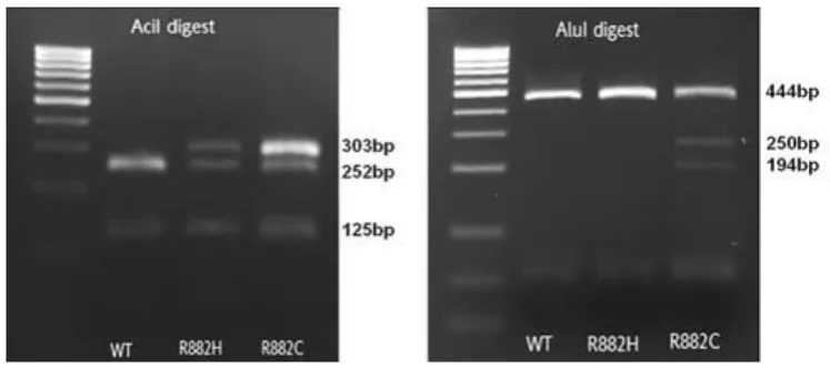 Figure 12: Differential restriction enzyme digestion of PCR product of DNMT3A wild type 