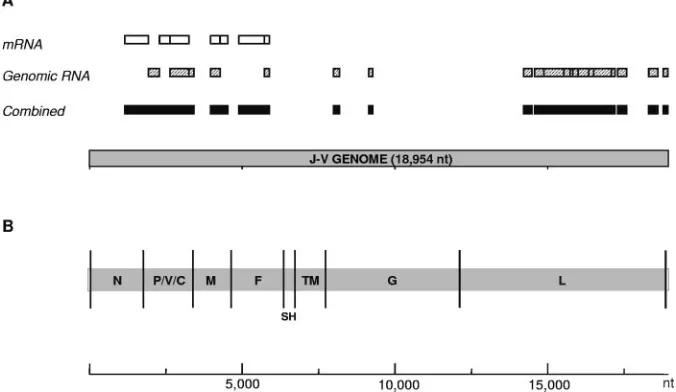 FIG. 1. Genome characterization and organization. (A) Schematic diagram of the J-V genome showing the genome fragments obtained bycDNA subtraction