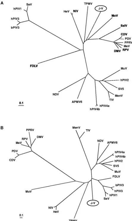 FIG. 7. Unrooted phylogenetic trees based on complete nucleopro-tein (A) and attachment protein (B) sequences of selected viruses