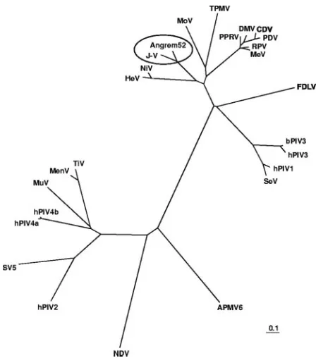 FIG. 8. Unrooted phylogenetic tree based on the putative matrixprotein sequence encoded by Angrem52 and matrix protein sequences