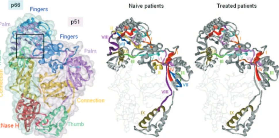 FIG. 3. HIV-1 RT conserved area locations. Left: Ribbon representation of the C�with PDB code 1DLO) with p66 and p51 subunits each enveloped by a solvent-accessible surface colored in blue and pink, respectively