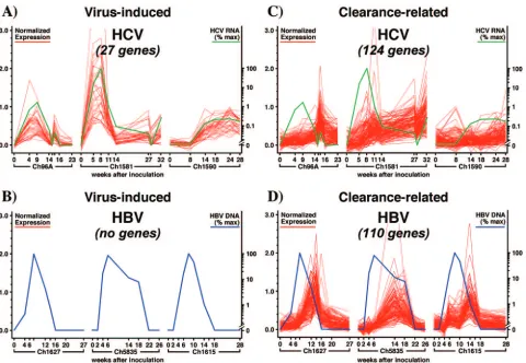 FIG. 2. Liver gene expression proﬁle during acute HBV and acute and chronic HCV infection in chimpanzees