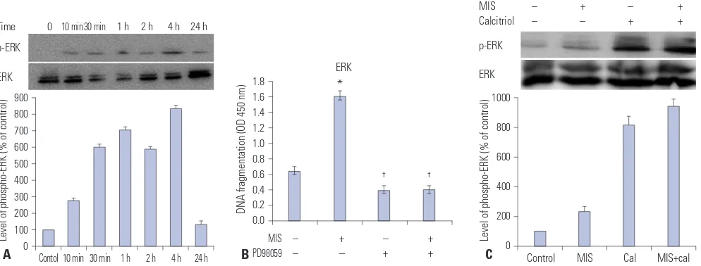 Fig. 5. Calcitriol increases MIS-induced ERK phosphorylation in SKOV3 cells. (A) Western blot analysis of ERK and phosphorylated ERK levels in SKOV3 cells treated with MIS