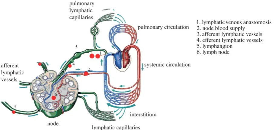 Figure 1.1 The lymphatic system Lymphatic and pulmonary lymphatic capillaries absorb interstitial fluid and immune cells which extravasate from blood in peripheral tissues and transport these via afferent lymphatic vessels to a lymph node