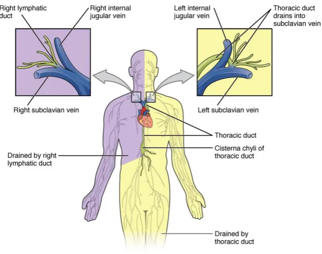 Figure 1.2 Major Trunks and Ducts of the Lymphatic System Rough classification of body parts which drain either into the right lymphatic duct or the cisterna chyli of the thoracic duct (Fretham 2014)