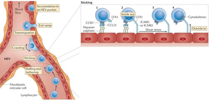 Figure 1.4 The leukocyte adhesion cascade Schematic illustration of the coordinated steps of leukocyte recruitment from HEVs into lymph nodes