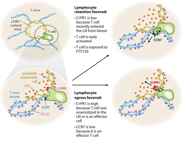Figure 1.6 Factors promoting leukocyte retention versus egress The fine-tuned counter play between S1P1 and CCR7 decides the fate of lymphocytes