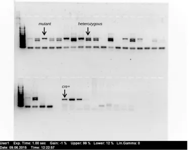 Table 2.2 PCR primers used for genotyping 