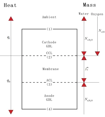 Fig. 1. A schematic diagram of the modelled fuel cell. Each number represents an interface: (1) cathode 