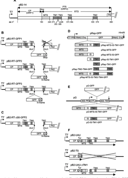 FIG. 1. Organization of the gene constructs used for the present study. (A) Plasmid pB2-14 contains the complete cDNA for BNYVV RNA-2in pBluescribe (4, 53)