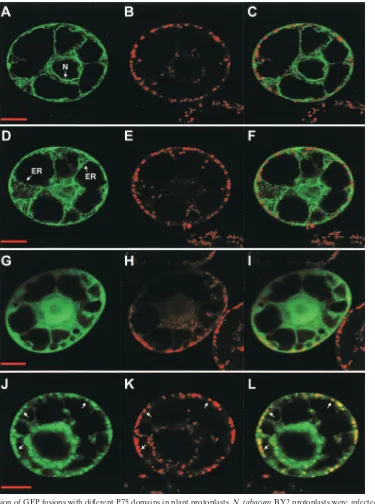 FIG. 3. Expression of GFP fusions with different P75 domains in plant protoplasts. N. tabacumRNA-1 and the in vitro transcripts derived from constructs pRep-TM1-GFP (panels A to F), pRep-TM3-TM4-GFP (panels G to I), andpRep-MTS-IS-TM3-TM4-GFP (panels J to 