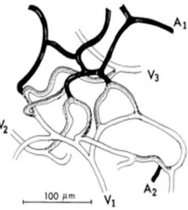 Figure 3: Cerebrocortical capillary network in brain: solid vessels indicate