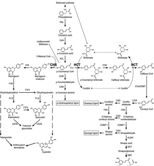 Fig. 1.3: The phenylpropanoid pathway (Besseau et al. 2007). 