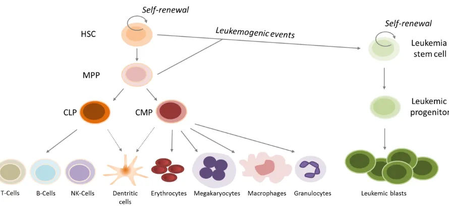 Figure 1: Normal hematopoiesis and acute myeloid leukemia (adapted from Tan et al, 2006)