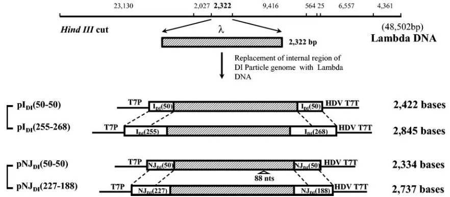 FIG. 1. Schematic representation of chimeric pDIs containing bacteriophage � sequences