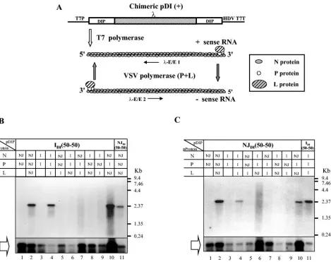 FIG. 2. Replication of IDI(50-50) and NJDI(50-50) RNAs with combinations of N, P, and L proteins from VSVInd and VSVNJ