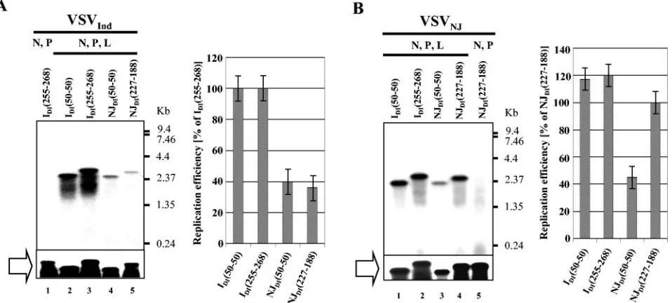 FIG. 3. Replication of chimeric DI RNAs in the presence of homotypic and heterotypic N, P, and L proteins