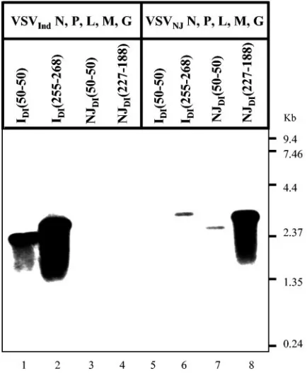 FIG. 4. Assembly and maturation of chimeric DI particles usinghomotypic and heterotypic VSV proteins