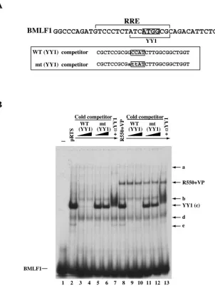 FIG. 7. YY1 is one cellular factor that binds to the BMLF1 CRBE. (A) The sequence of the BMLF1 CRBE containing a putative YY1 bindingsite is shown
