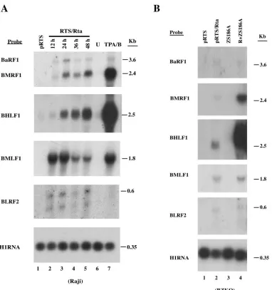FIG. 8. Expression kinetics of different Rta-responsive genes. (A) Raji cells were transfected with vector pRTS (lane 1) or pRTS/Rta (lanes2 to 5)