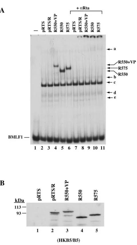 FIG. 1. C-terminal deletion allows deﬁnition of a form of Rta thatbinds DNA in mammalian cells