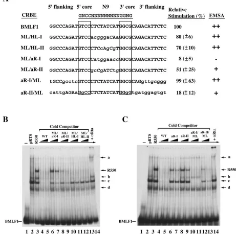 FIG. 3. Switching the N9 internal sequences among different CRBEs affects their responses to Rta