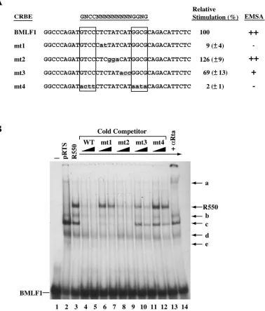 FIG. 4. The N9 internal sequence of the CRBE affects DNA binding and transcriptional response