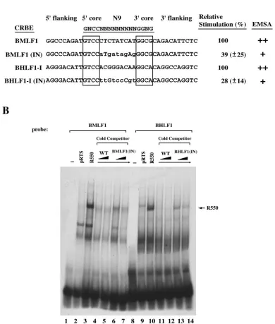 FIG. 5. Inversion of the N9 internal sequence in the BMLF1 CRBE or the BHLF1 I CRBE diminished DNA binding activity and transacti-vation by Rta