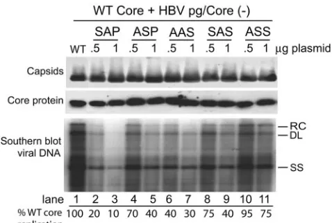 FIG. 5. Mutant core proteins defective in serine phosphorylationexert a dominant-negative effect on WT HBV replication