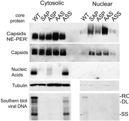 FIG. 6. Mixing of individual serine core protein mutants cannotreconstitute the wild-type HBV DNA replication phenotype