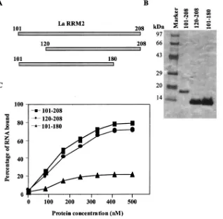 FIG. 1. Effect of deletions on the binding of La-RRM2 to HCV IRES RNA. (A) Schematic representation of N- and C-terminal deletionswithin La-RRM2