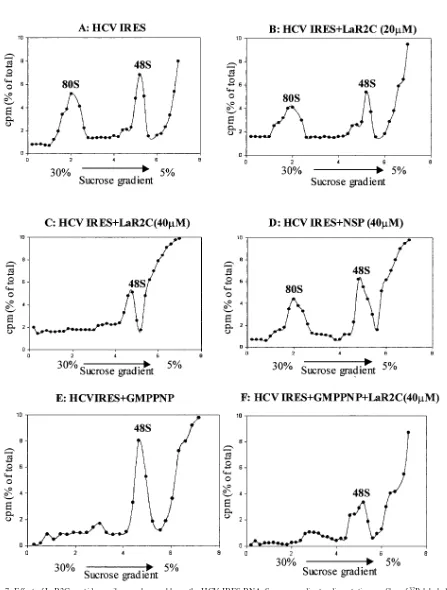 FIG. 7. Effect of LaR2C peptide on ribosomal assembly on the HCV IRES RNA. Sucrose gradient sedimentation proﬁles of indicated