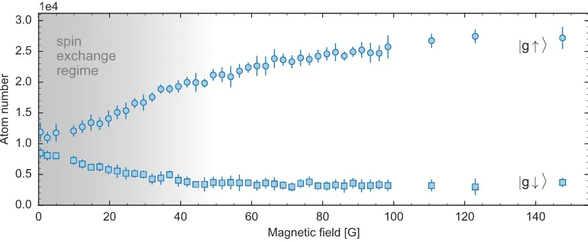 Figure 4.10 – Atom loss in ament using an optical Stern-Gerlach technique. All data points represent averages of at least eight individualnetic ﬁeld(circles) and the residual |e ↓⟩|g ↑⟩ mixture after a ﬁxed evolution time of 150 ms as a function of the mag
