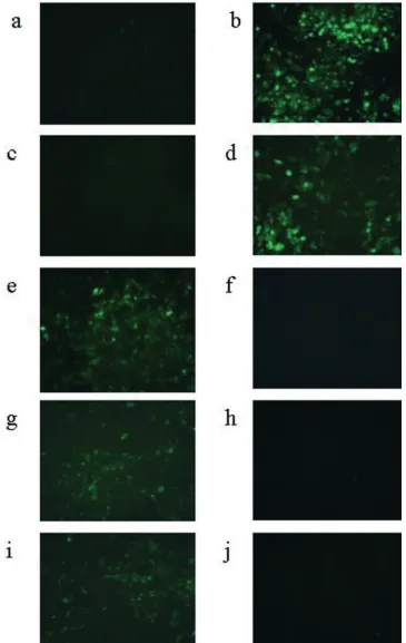 FIG. 2. Unprocessed images (magniﬁcation, �HSV1716gfp (a to h) or HSV17184) from ﬂuorescent microscopy of CHO cells after 8 h of infection with either 5 PFU/cell�gfp (i, j) propagated alternatively in either BHK (b, d, e, g, i) or Vero (a, c, f, h, j) cells.