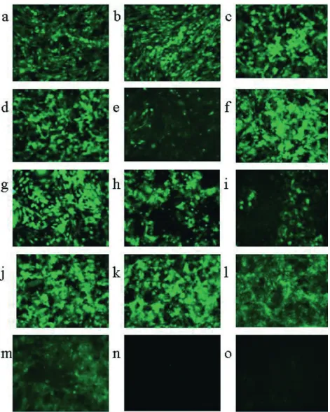 FIG. 5. Unprocessed images (magniﬁcation, �HSV17infected with 5 PFU/cell HSV1716gfp/BHK (a, b) or 5 PFU/cell HSV1716gfp/Vero (c, d) added either to non-serum-starved cells (b, d) or to cellssimultaneously with the reintroduction of serum (a, c)