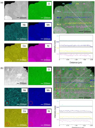 Figure 2. STEM images and EDX results for (a) Nb-1 and (b) Nb-3. The dotted red circles correspond to areas with high Nb concentrations